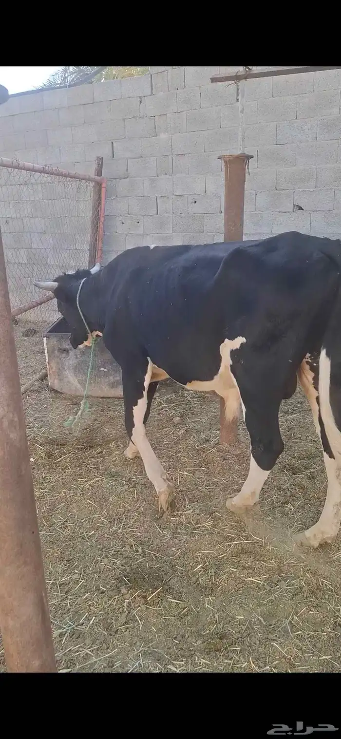 ثور للبيع 2