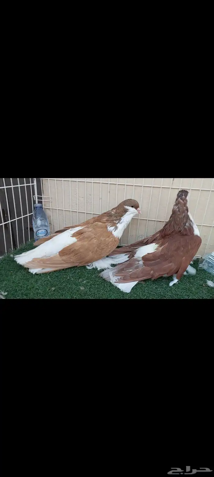 شيرازي..لاهور..سوبر سوبر جامبو 0