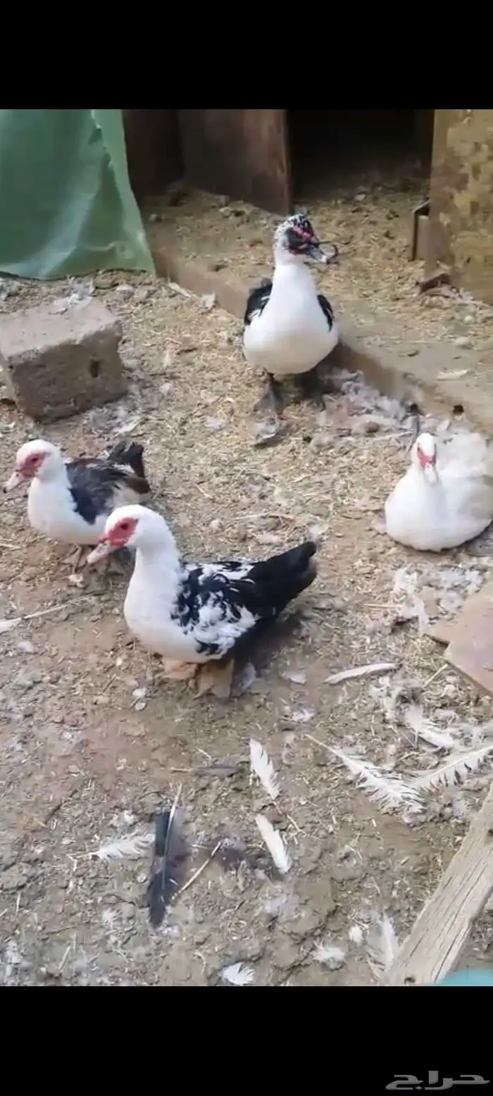 بط 2 ذكور و7إناث بياض   على السوم 1