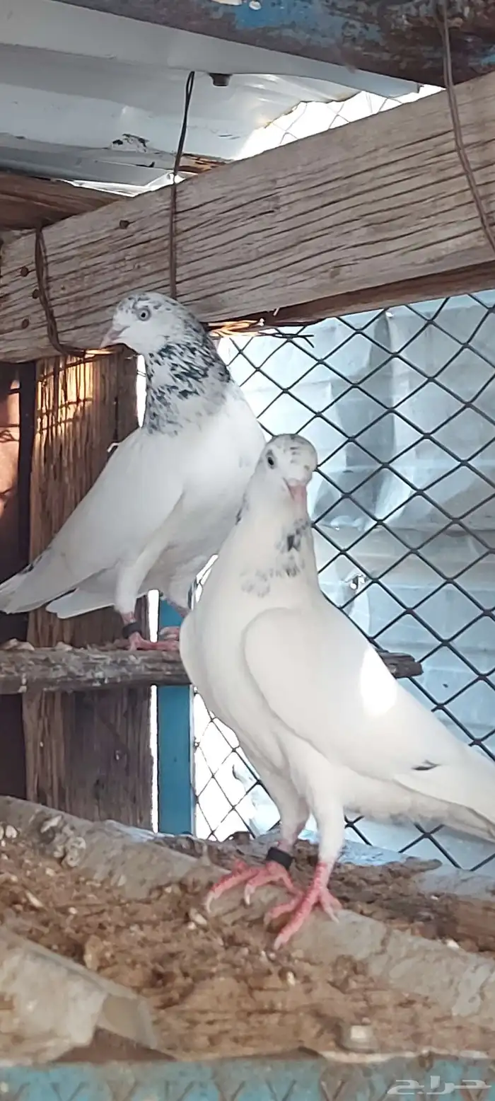 جوز جنسرا منتج بجميع المواصفات المطلوبه وعلى الشرط 1