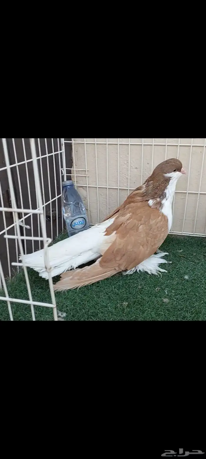 شيرازي..لاهور..سوبر سوبر جامبو 4