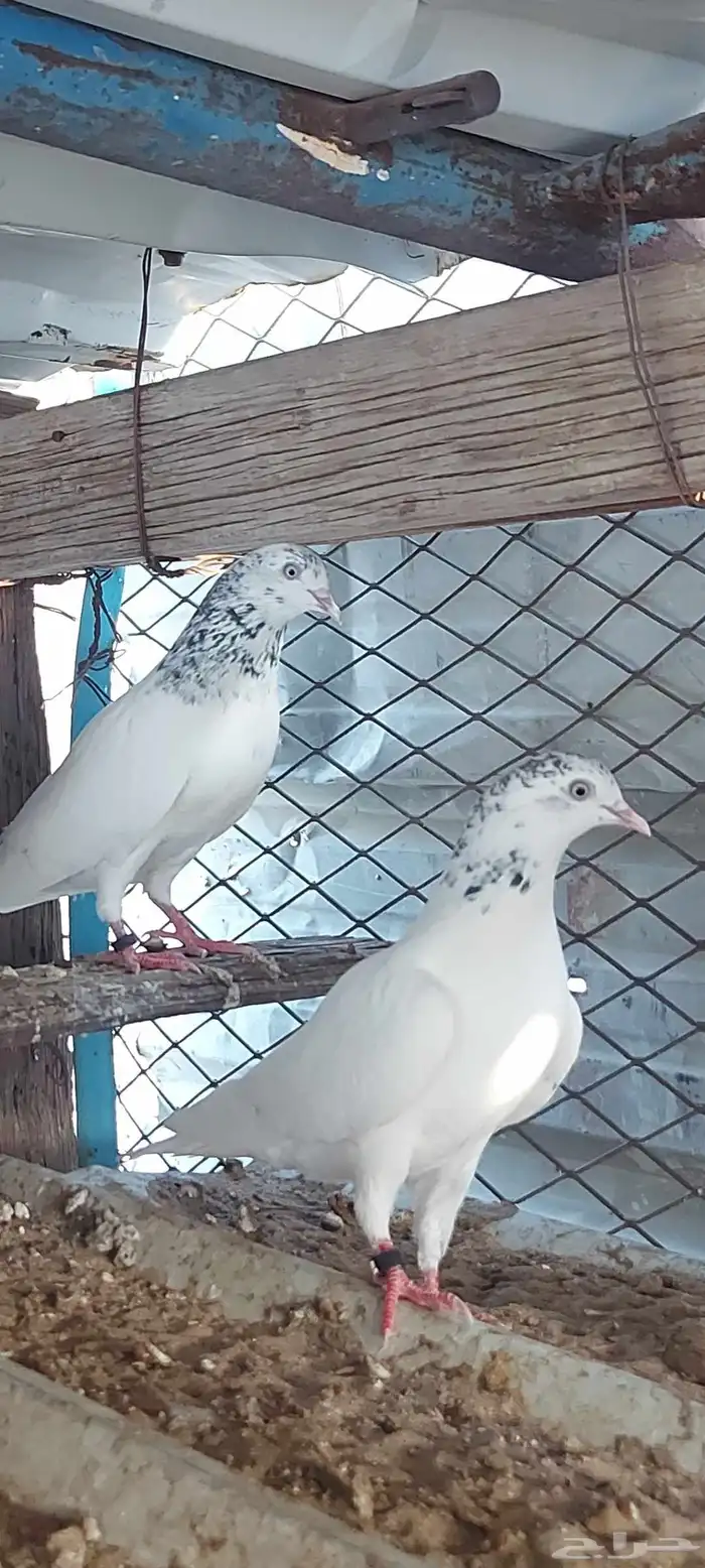 جوز جنسرا منتج بجميع المواصفات المطلوبه وعلى الشرط 0