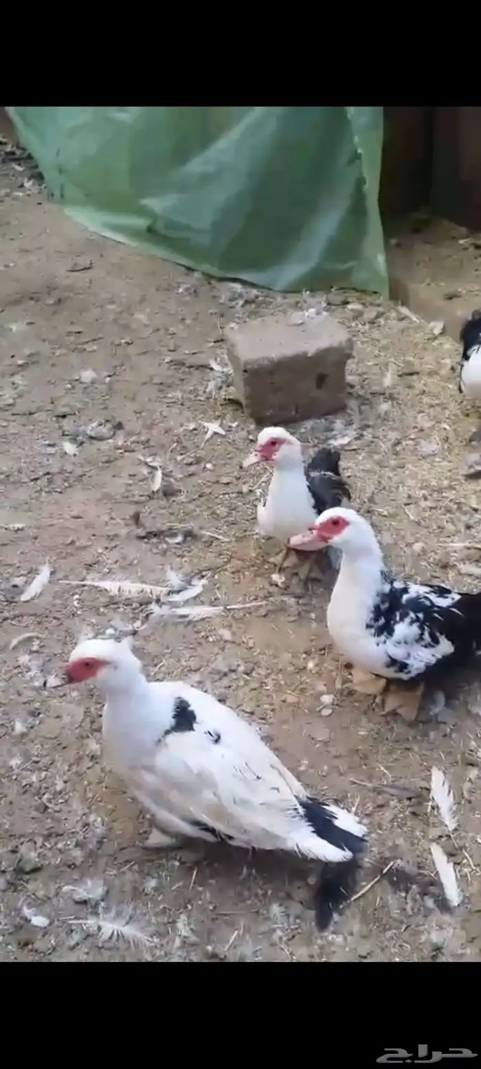 بط 2 ذكور و7إناث بياض   على السوم 0