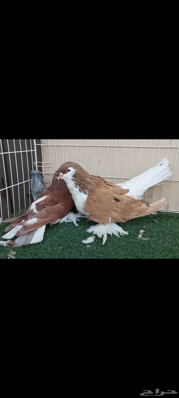 شيرازي..لاهور..سوبر سوبر جامبو 1