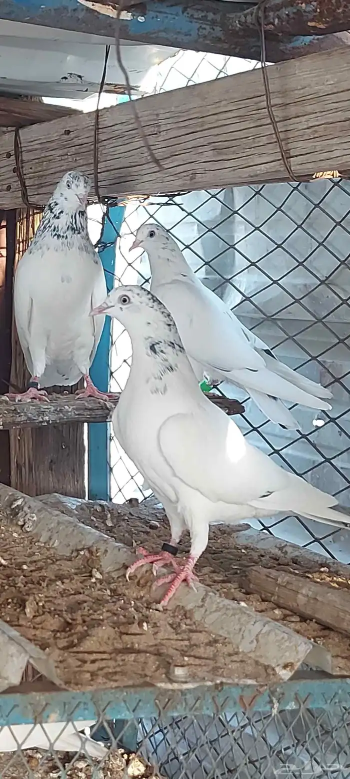 جوز جنسرا منتج بجميع المواصفات المطلوبه وعلى الشرط 2