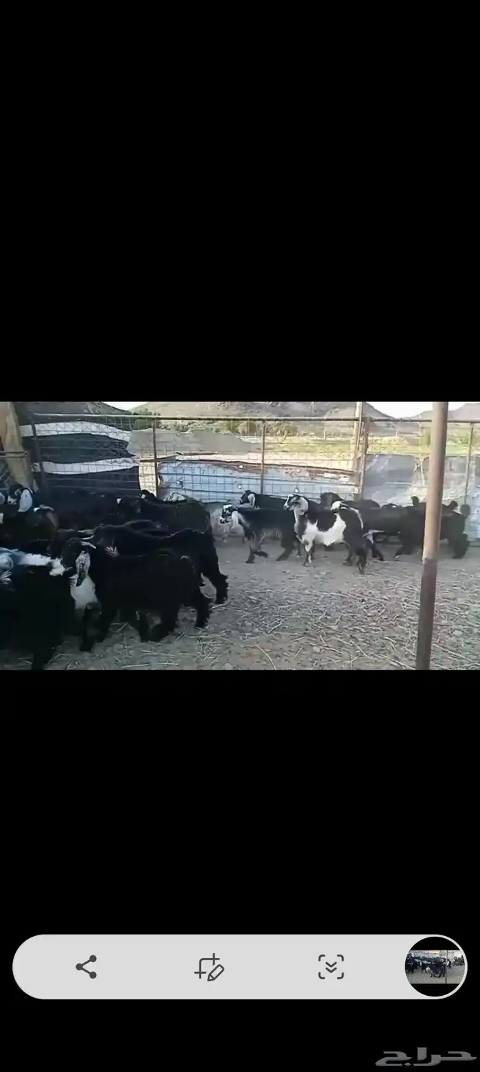 تيوس مندي 2