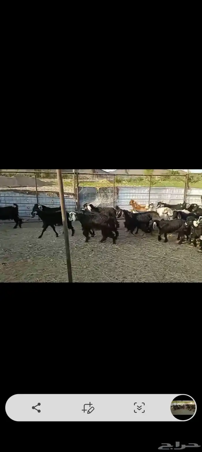 تيوس مندي 3