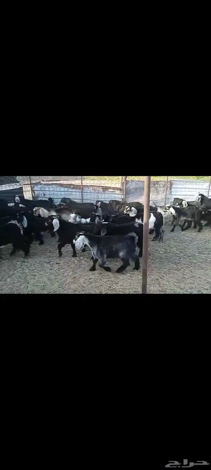 تيوس مندي 5