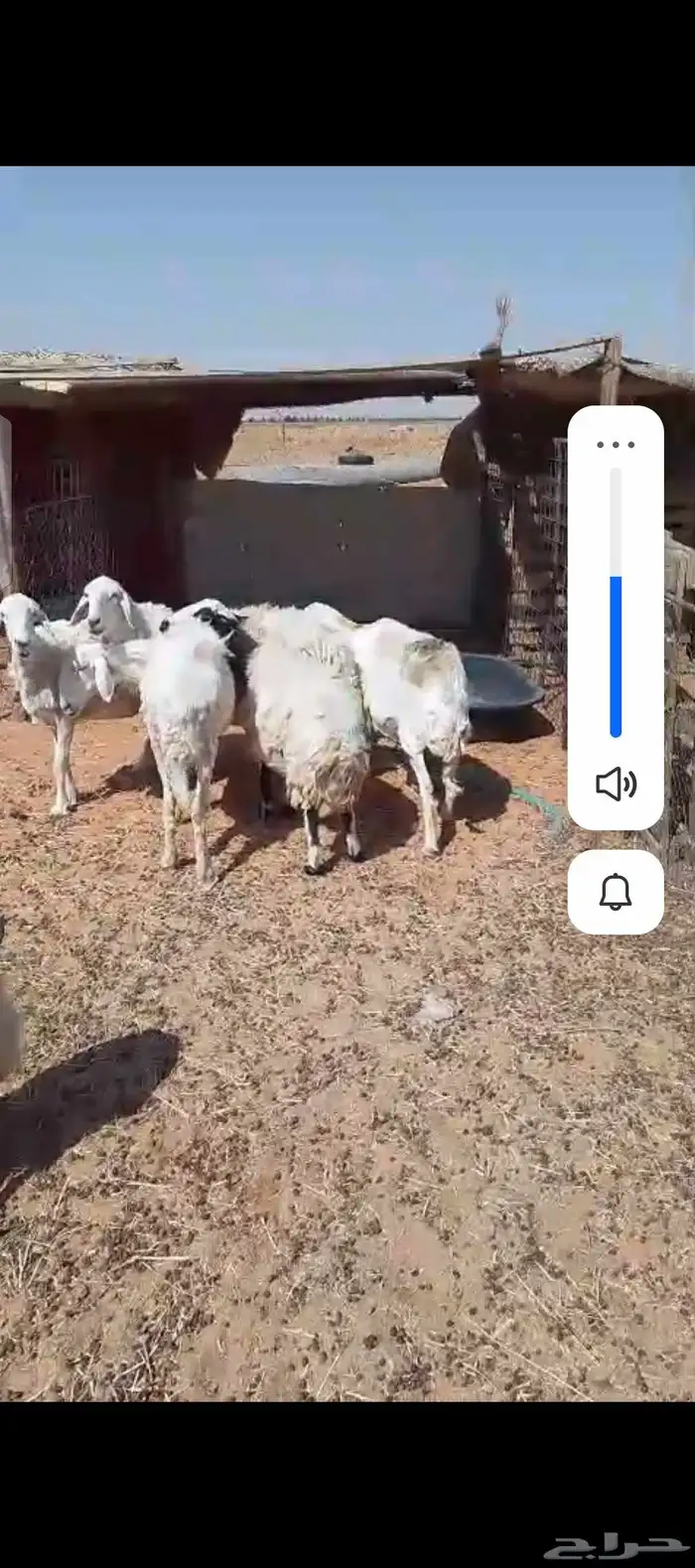 حريات دفيع 1