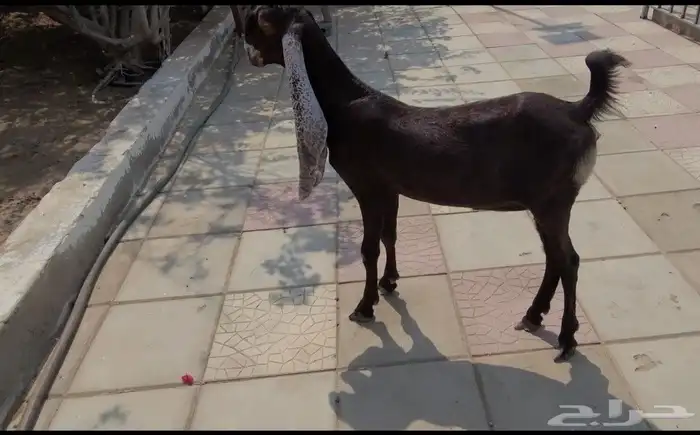 جفره حجازيه لون وجرم وتناسق 0