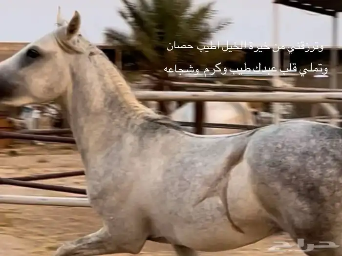 حصان واهو الموقع الدوادمي 2