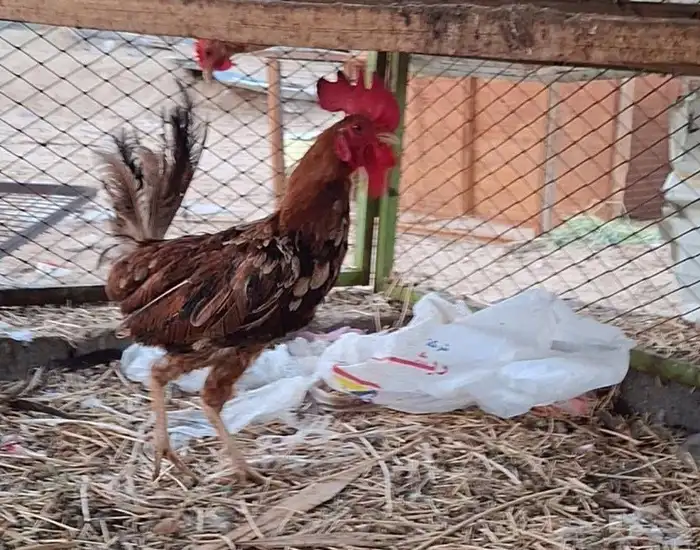 اربع ديوك للبيع 1