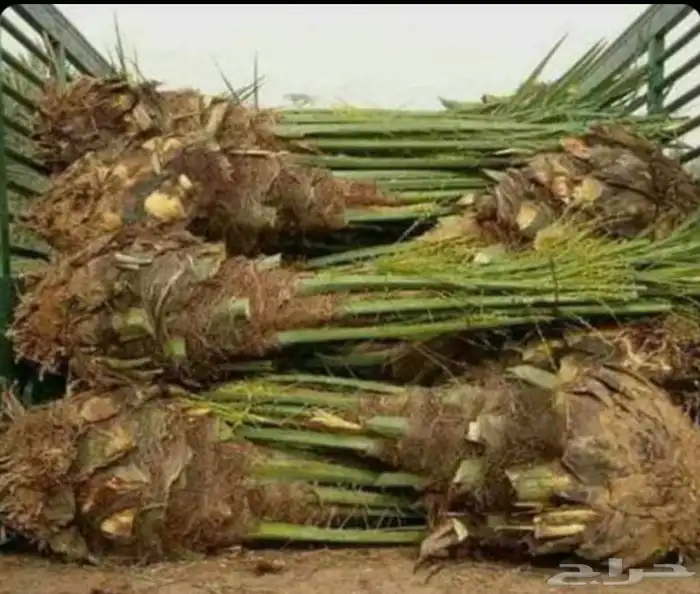 اعمال 1
