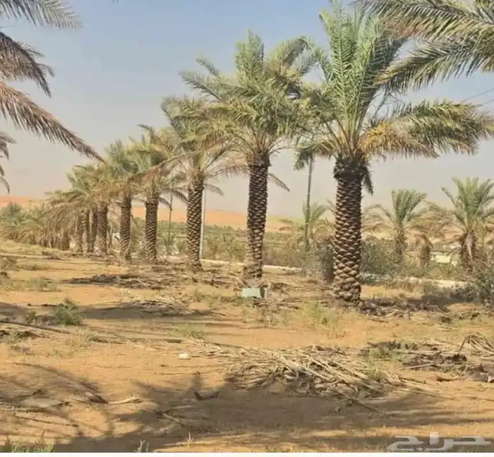 يوجد لدينا جميع انواع الشبوك انخيل واشجار الزيتون توريد وترك 1