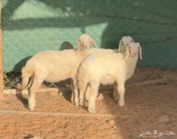 بهم حريات للبيع 1