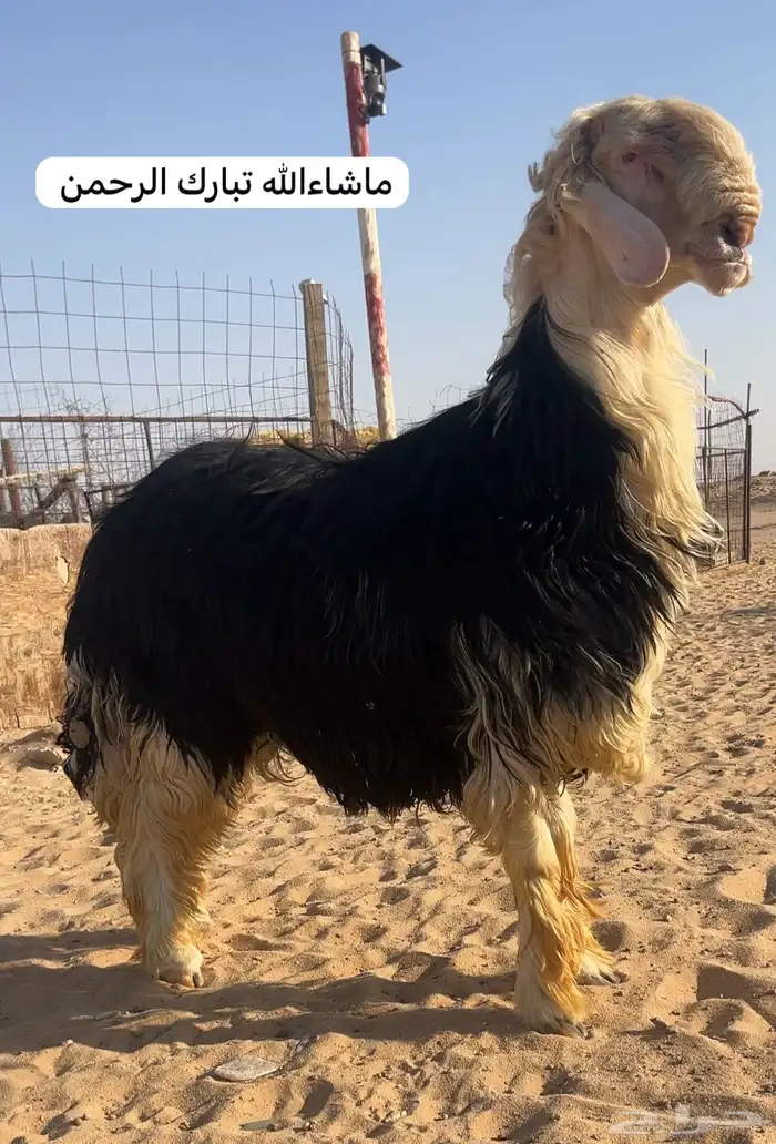 خروف نجدي نادر مشروط النسف ومنتج نوادر ومعرف بطن وظهر 1