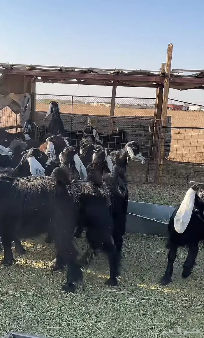 جذعات عوارض للبيع( بيعت خارج الموقع) 2