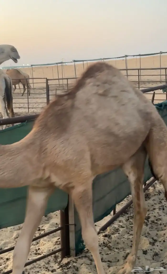 حاشي بلدي اشقح تحت امه 1