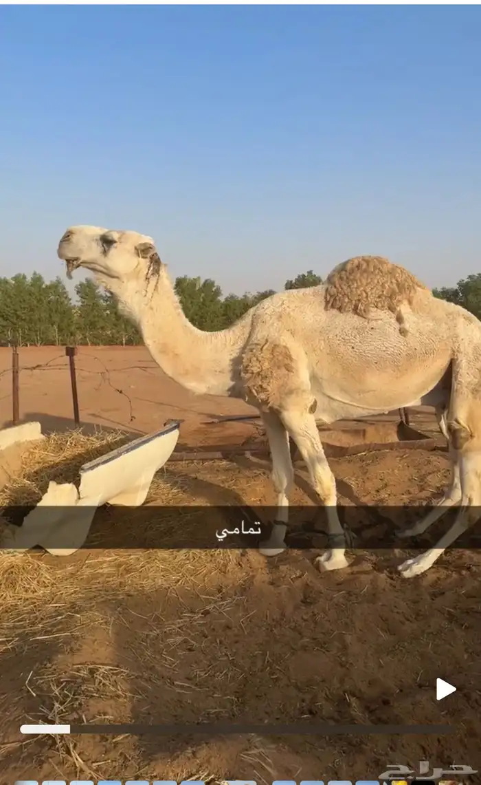 بعير فحل تمامي كفو 0