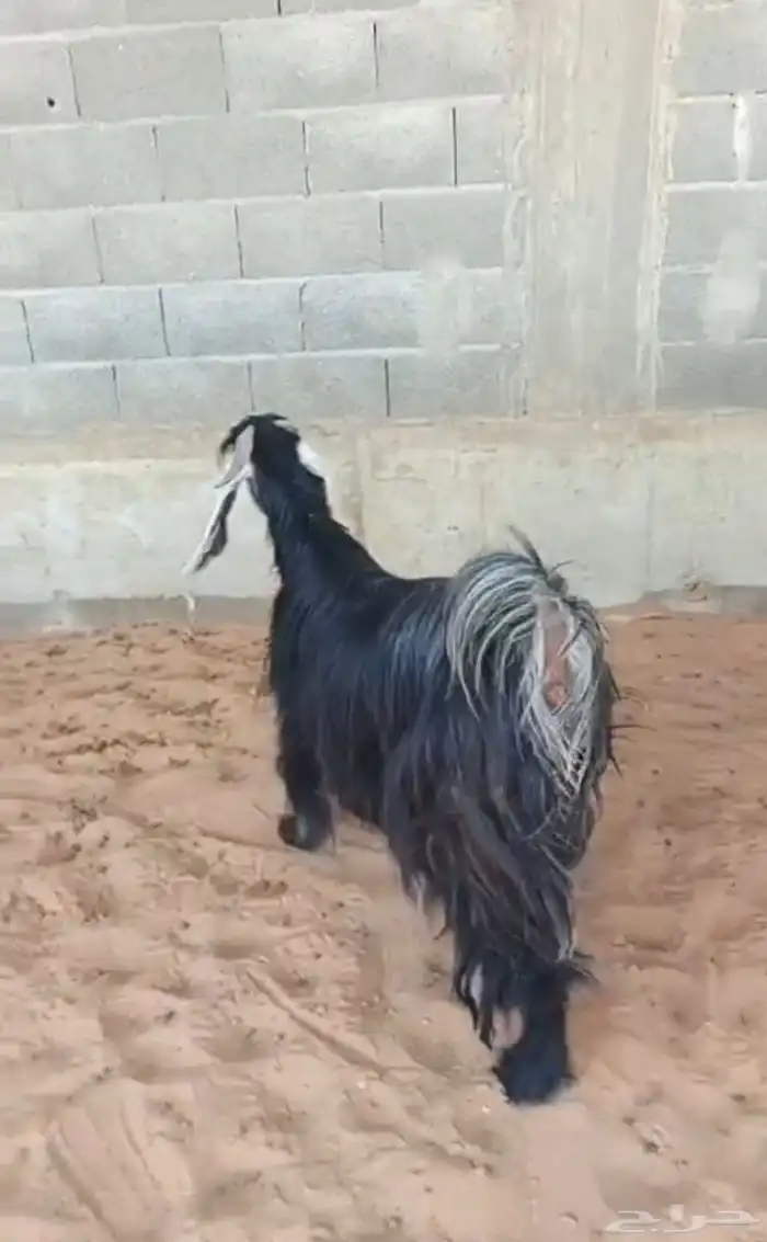 عنز عارضيه صنف و جرم و توها شاقه رباع 4