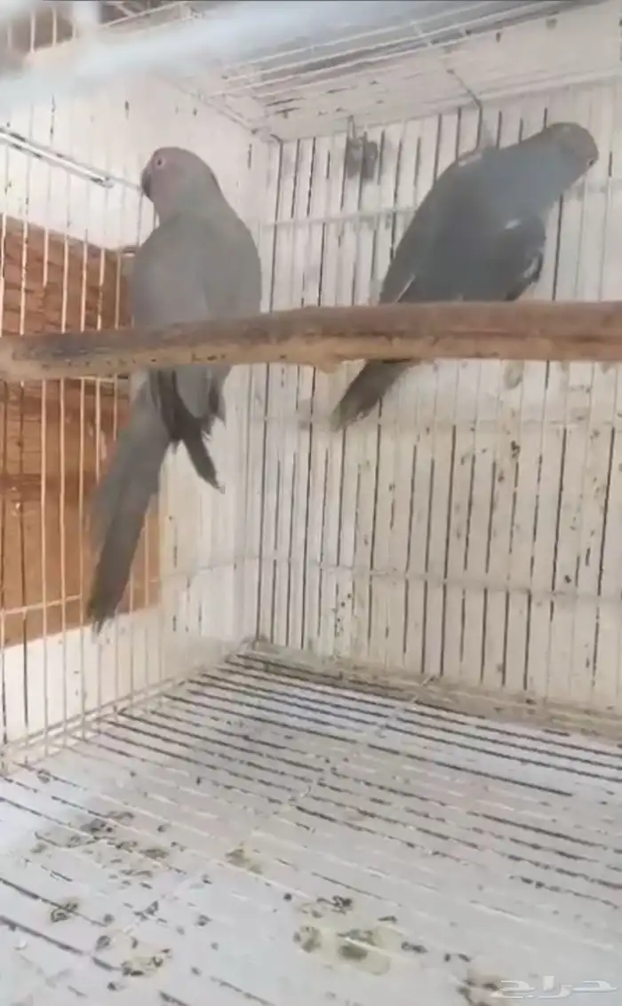 جوز دره رصاصي جاهز للإنتاج 0