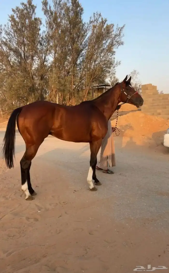 حصان سبوققق 1