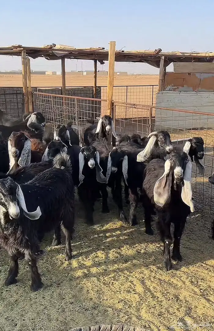 جذعات عوارض للبيع( بيعت خارج الموقع) 0