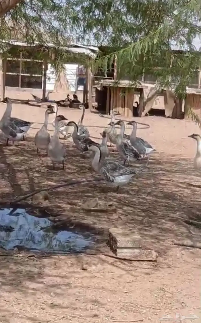 وز للبيع 0