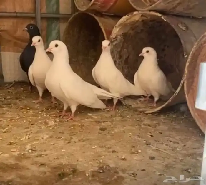 للبيع حمام صنعاوي الموقع الدوادمي 1