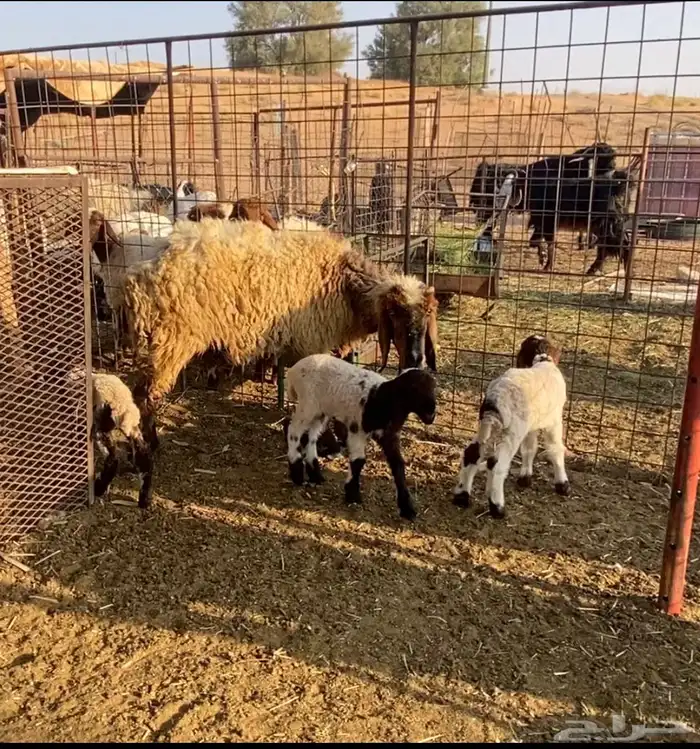 نعيميه معها 3 وجذعات مقاني 4 5
