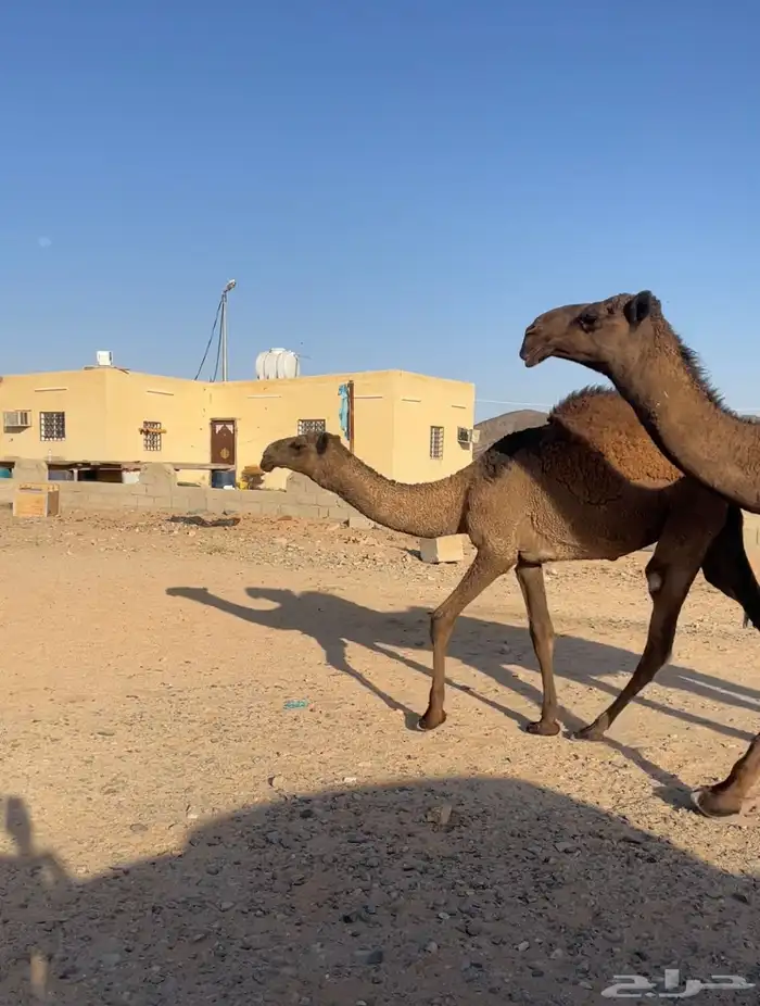 الموقع غرب الجمش 0