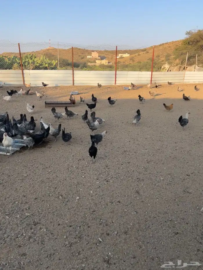 للبيع دجاج فيومي حر للبيع 2