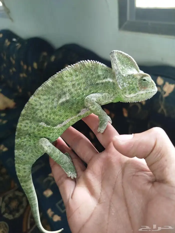 حرباء متغيرة اللون للبيع 1