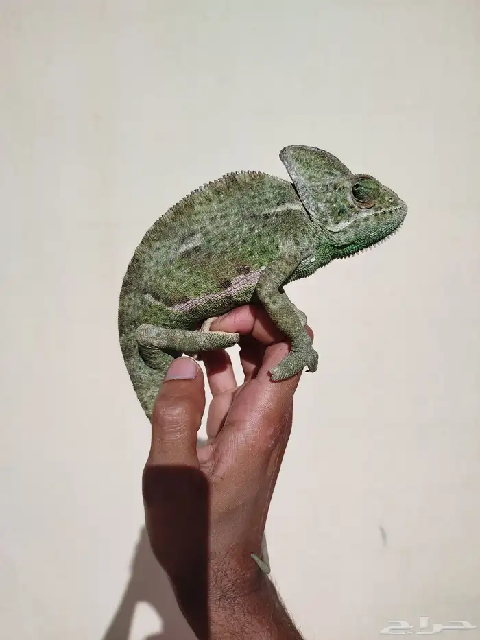 حرباء بالغة منتجة للبيع 0