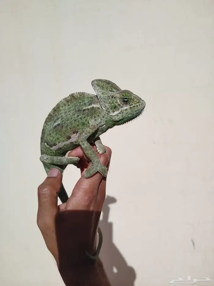 حرباء بالغة منتجة للبيع 1