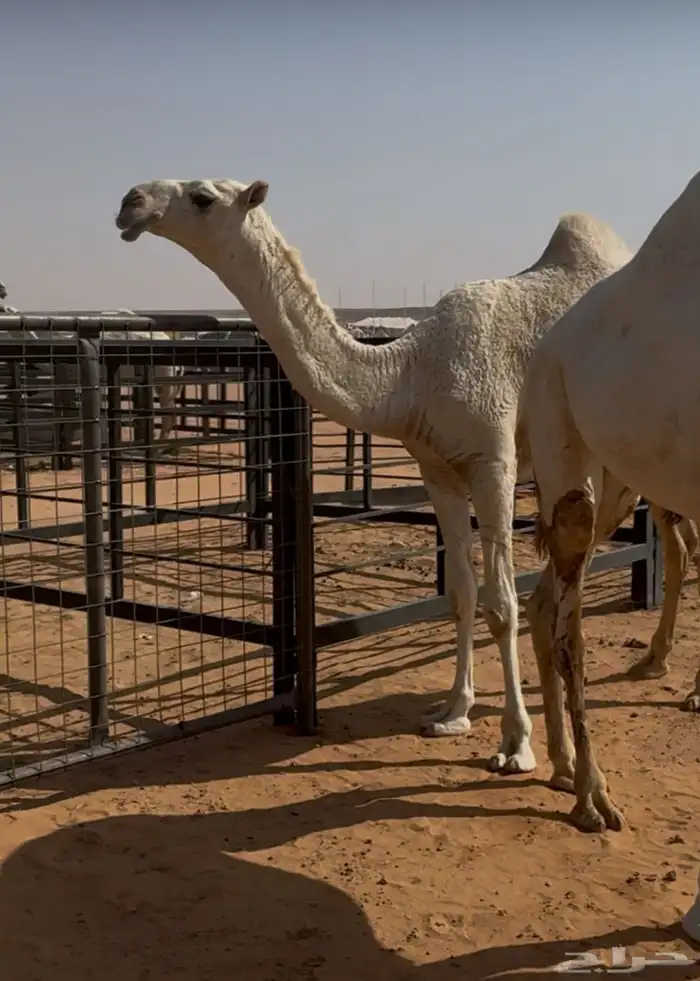 بكره حيسونيه 0