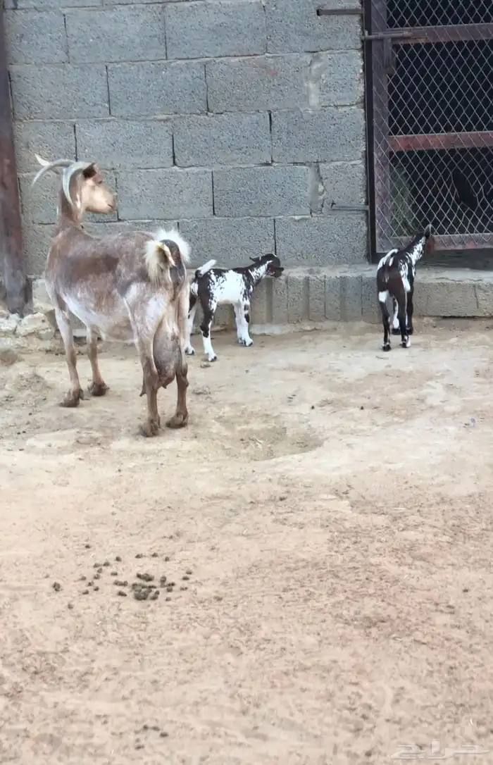 ماعز عمانيات و جنوبيات دهم و عوارض طيبه مراح كامل للبيع 0