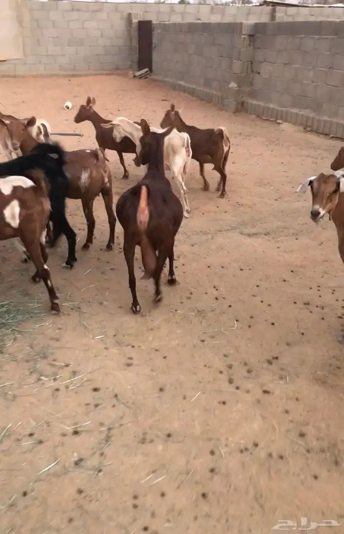 ماعز عمانيات و جنوبيات دهم و عوارض طيبه مراح كامل للبيع 11