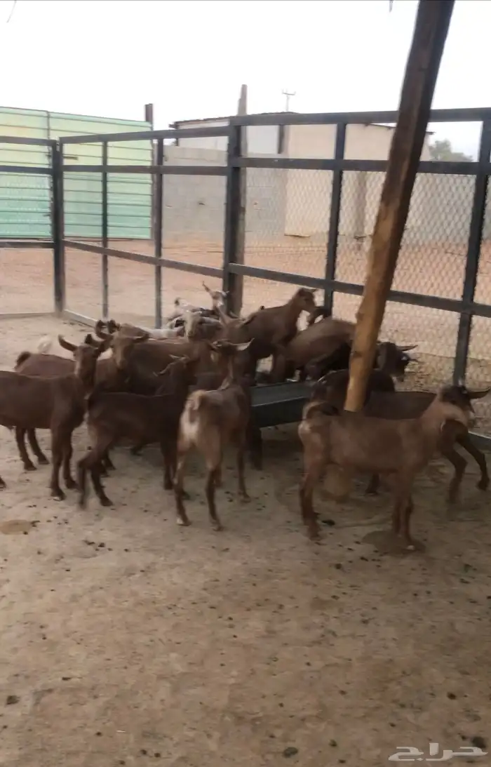 ماعز عمانيات و جنوبيات دهم و عوارض طيبه مراح كامل للبيع 1