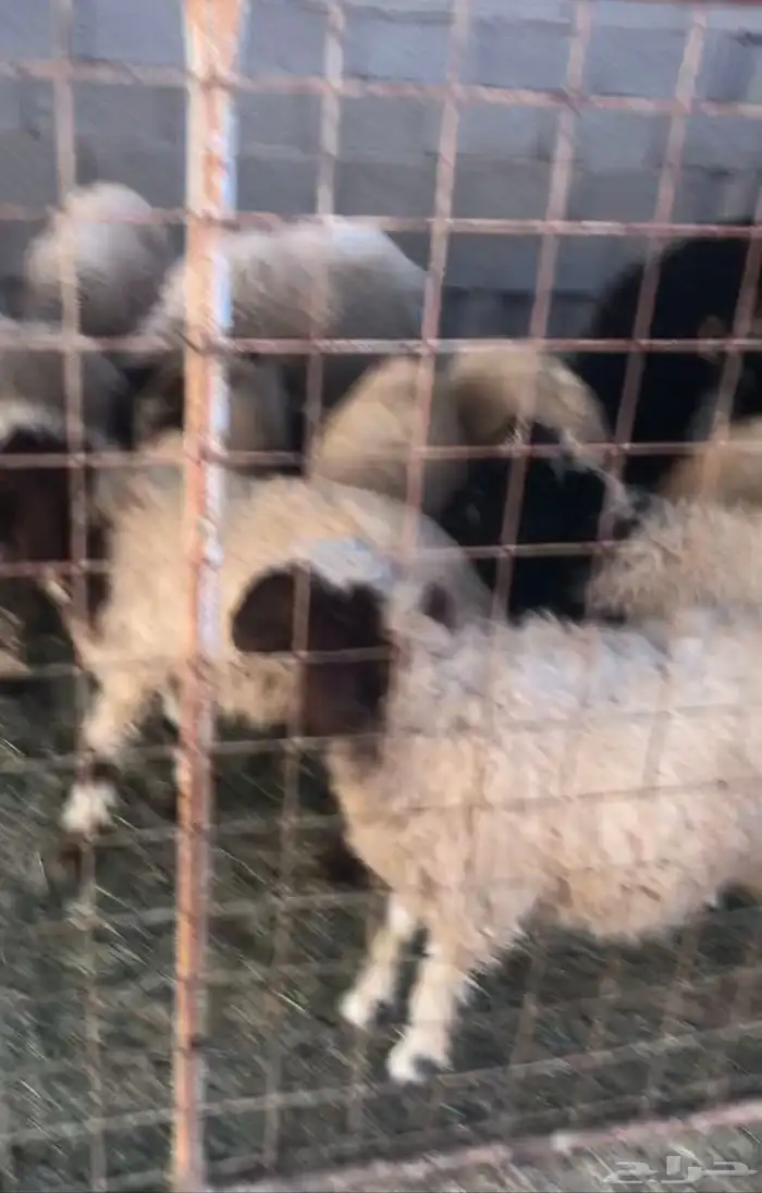 بهم نعيم للبيع 3