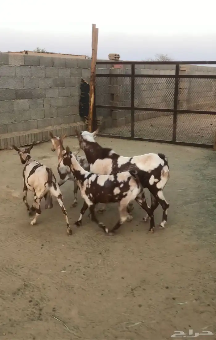 ماعز عمانيات و جنوبيات دهم و عوارض طيبه مراح كامل للبيع 7