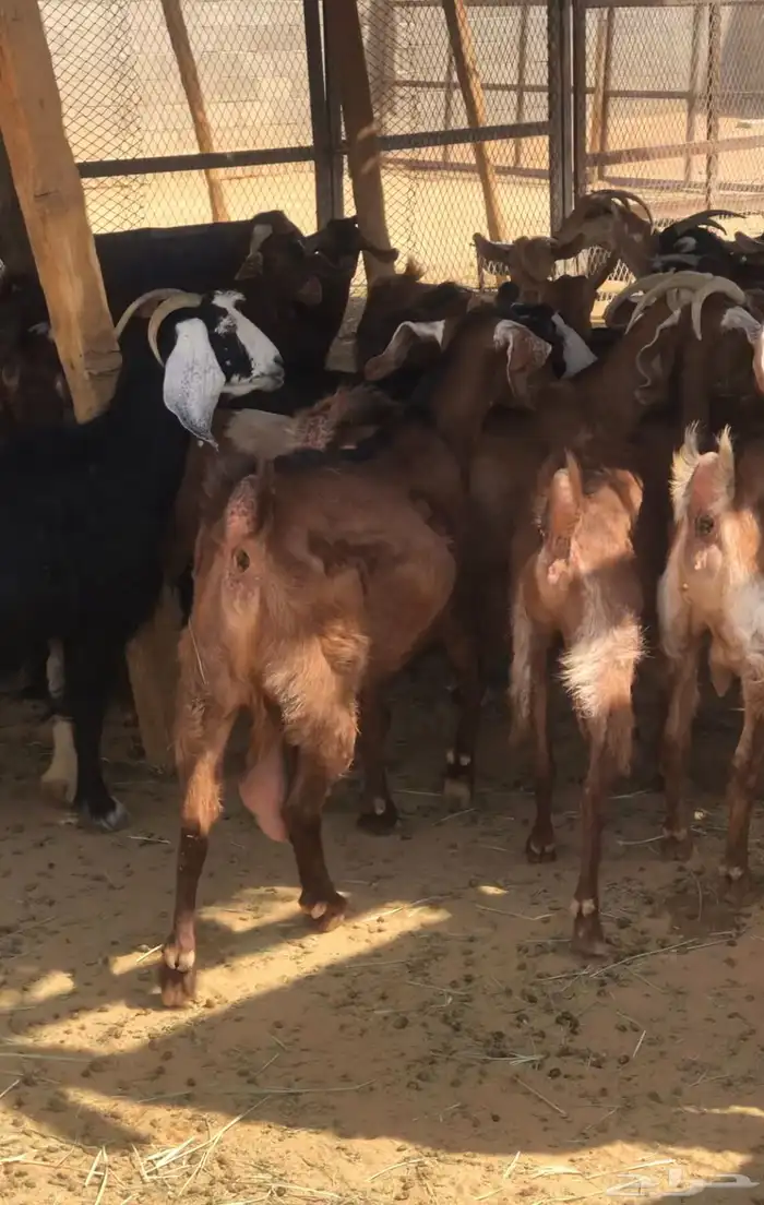 ماعز عمانيات و جنوبيات دهم و عوارض طيبه مراح كامل للبيع 16