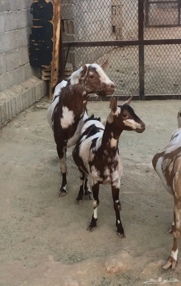 ماعز عمانيات و جنوبيات دهم و عوارض طيبه مراح كامل للبيع 3