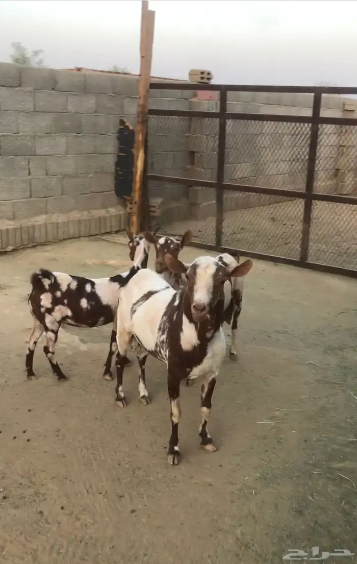 ماعز عمانيات و جنوبيات دهم و عوارض طيبه مراح كامل للبيع 4