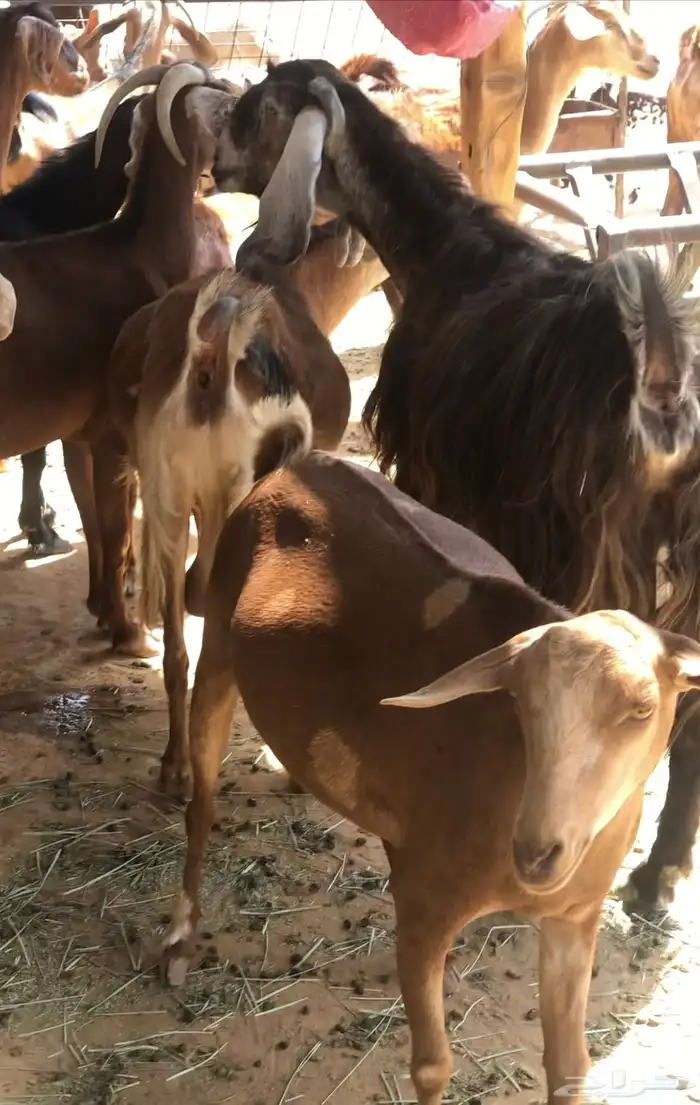 ماعز عمانيات و جنوبيات دهم و عوارض طيبه مراح كامل للبيع 14