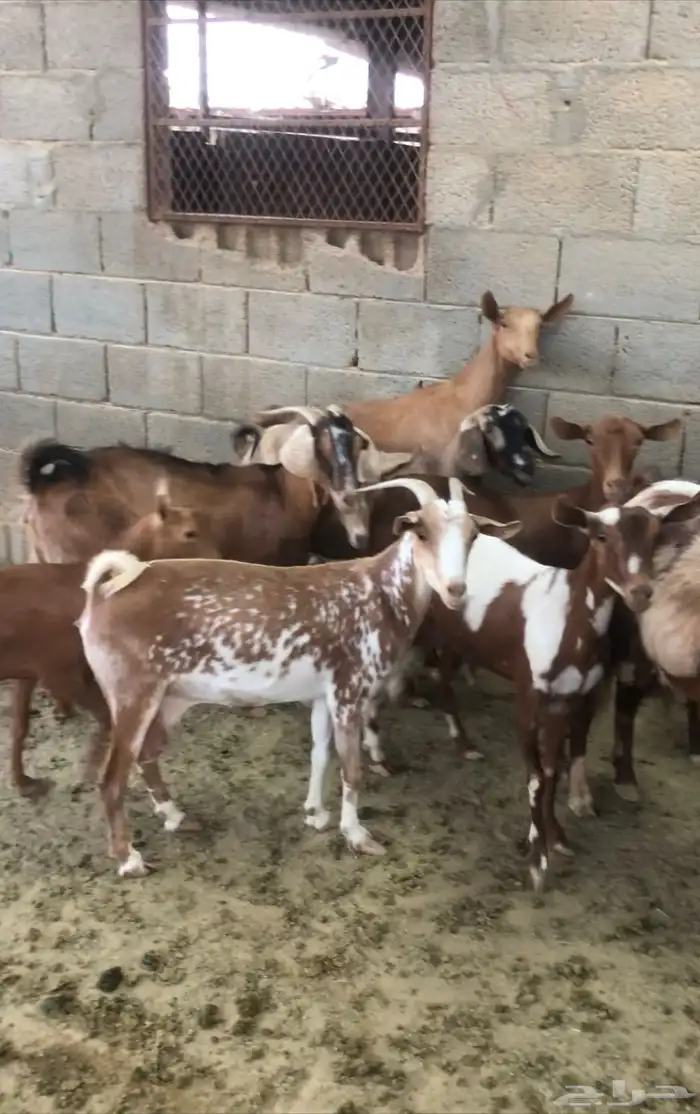 ماعز عمانيات و جنوبيات دهم و عوارض طيبه مراح كامل للبيع 5