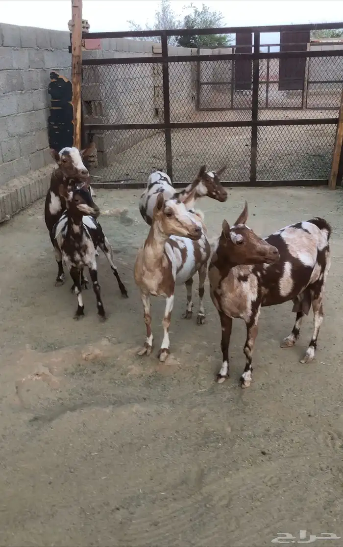 ماعز عمانيات و جنوبيات دهم و عوارض طيبه مراح كامل للبيع 6
