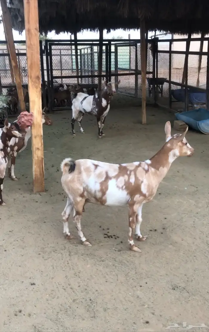 ماعز عمانيات و جنوبيات دهم و عوارض طيبه مراح كامل للبيع 8