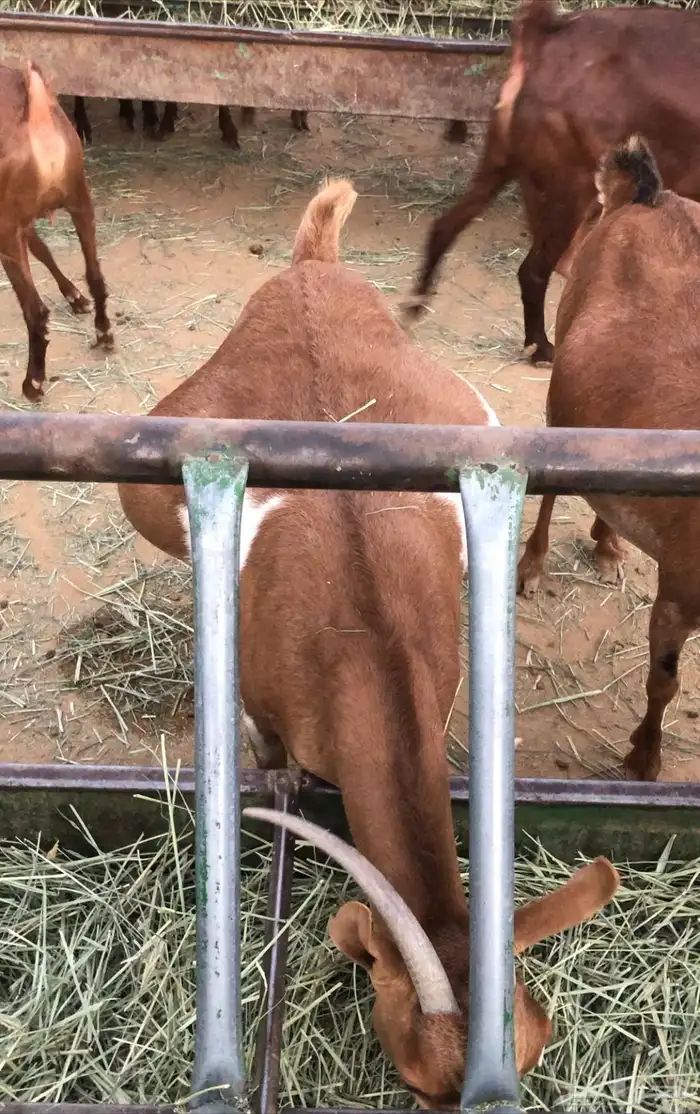 ماعز عمانيات و جنوبيات دهم و عوارض طيبه مراح كامل للبيع 10