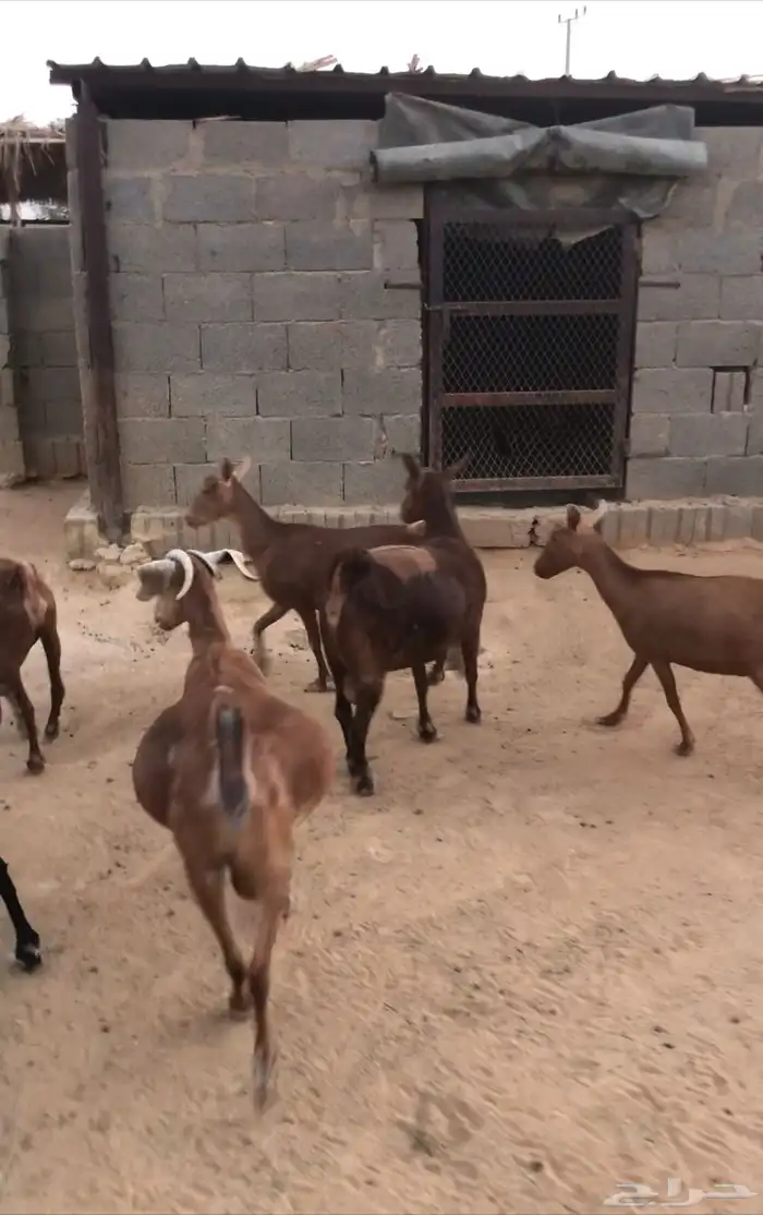 ماعز عمانيات و جنوبيات دهم و عوارض طيبه مراح كامل للبيع 9